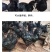 旧院黑鸡苗包防疫包运输包成活率货到满意付款一次合作终身朋