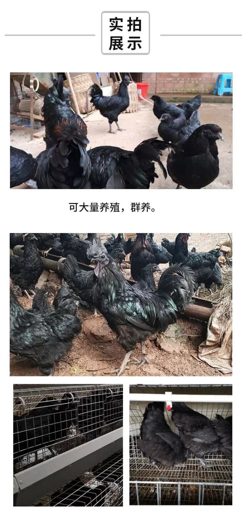 旧院黑鸡苗包防疫包运输包成活率货到满意付款一次合作终身朋