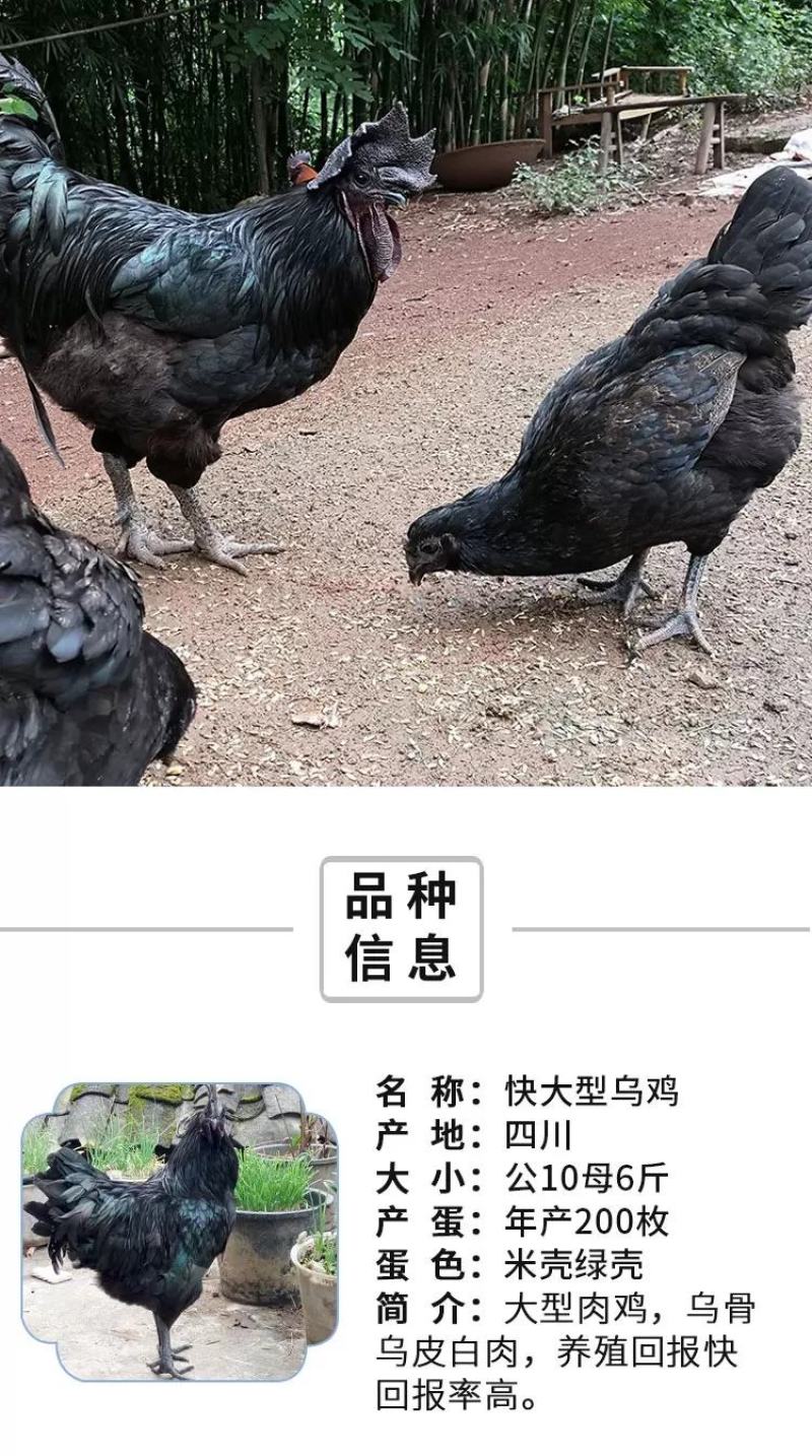 旧院黑鸡苗包防疫包运输包成活率货到满意付款一次合作终身朋
