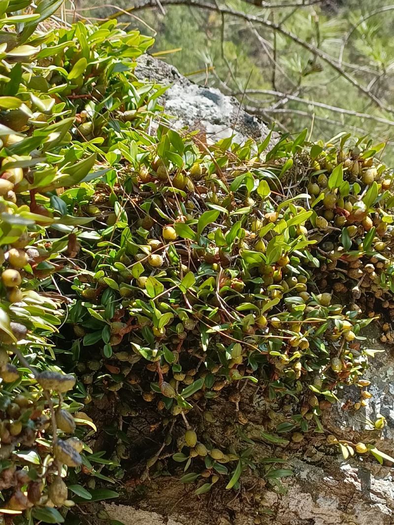 石橄榄
