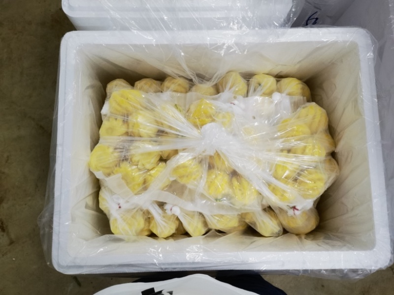 广东省徐闻基地小菠萝，香水小菠萝厂家供应小菠萝