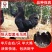 黑毛乌鸡苗包防疫包运输包成活率货到满意付款一次合作终生朋