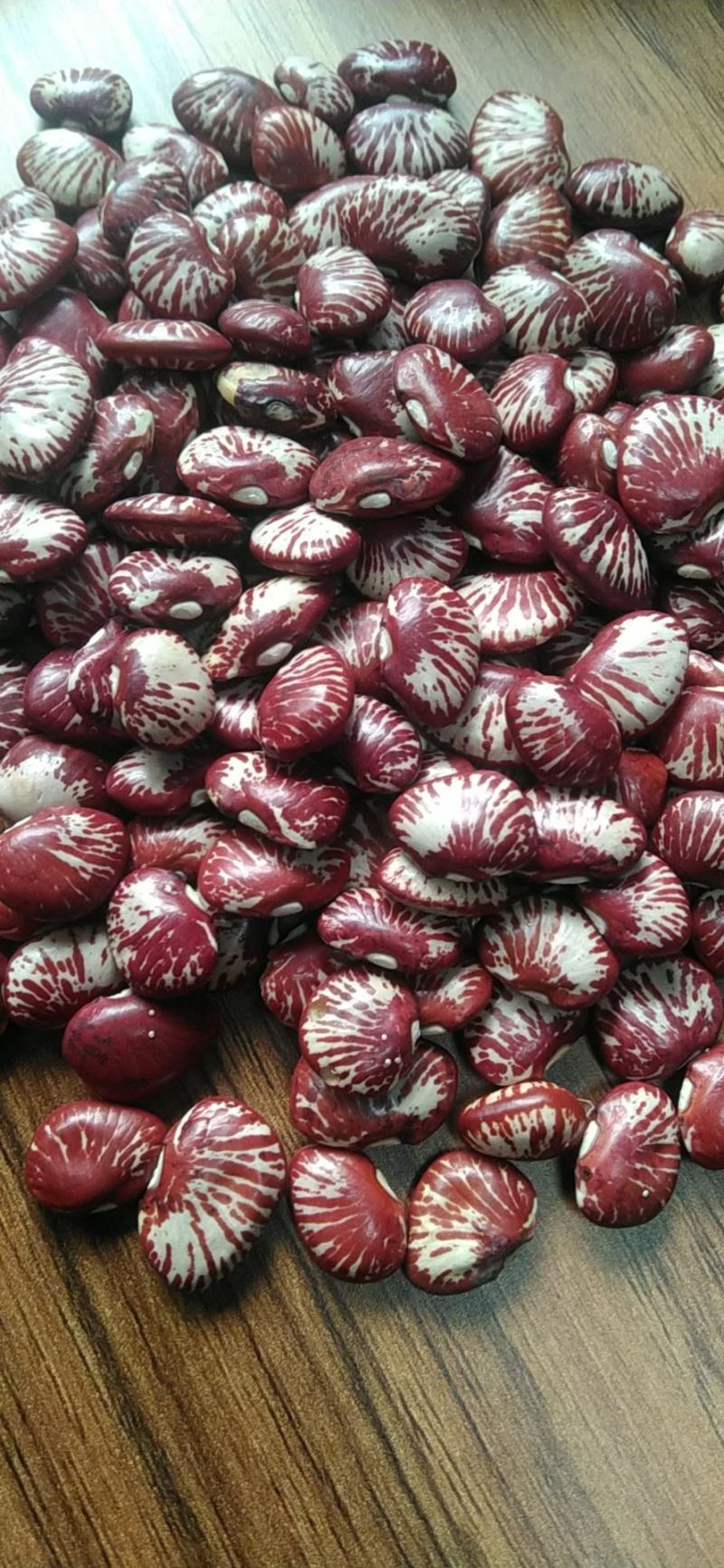 【推荐】斑马豆，花腰豆，红花豆2024新斑马豆货源充足量
