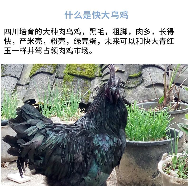 黑毛乌鸡苗包防疫包运输包成活率货到满意付款一次合作终生朋