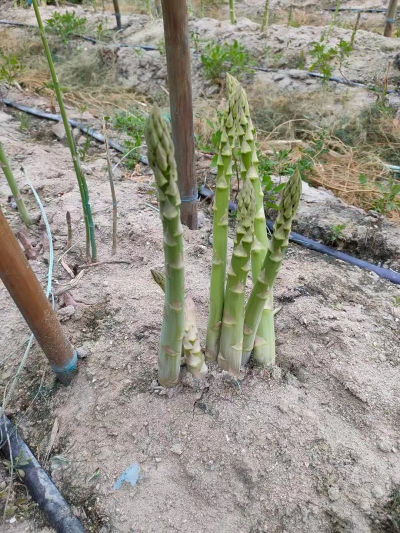 蔬菜