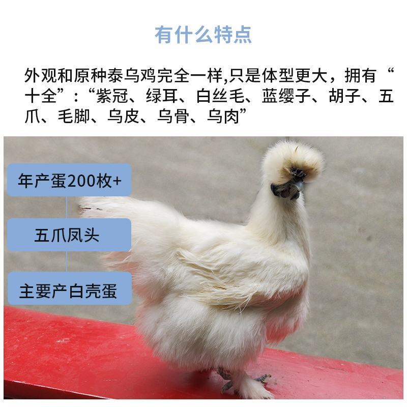 泰和乌鸡苗包防疫包运输包成活率货到满意付款一次合作终生朋