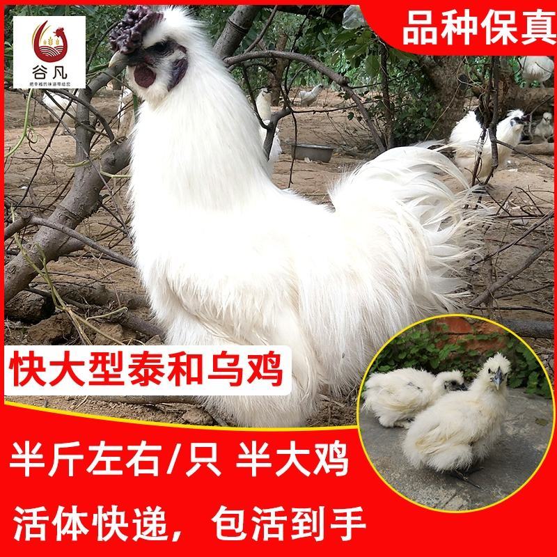 泰和乌鸡苗包防疫包运输包成活率货到满意付款一次合作终生朋