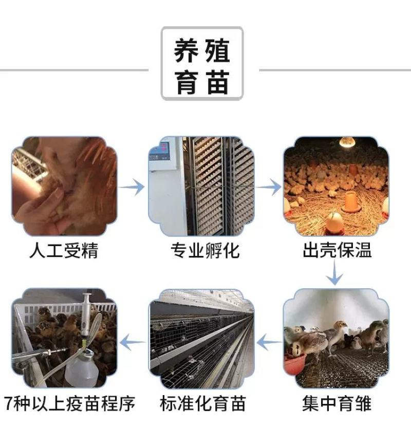 泰和乌鸡苗包防疫包运输包成活率货到满意付款一次合作终生朋