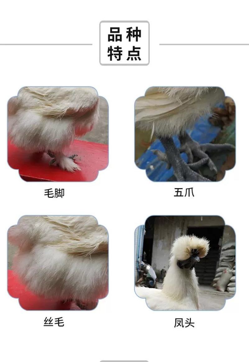 泰和乌鸡苗包防疫包运输包成活率货到满意付款一次合作终生朋