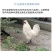 泰和乌鸡苗包防疫包运输包成活率货到满意付款一次合作终生朋