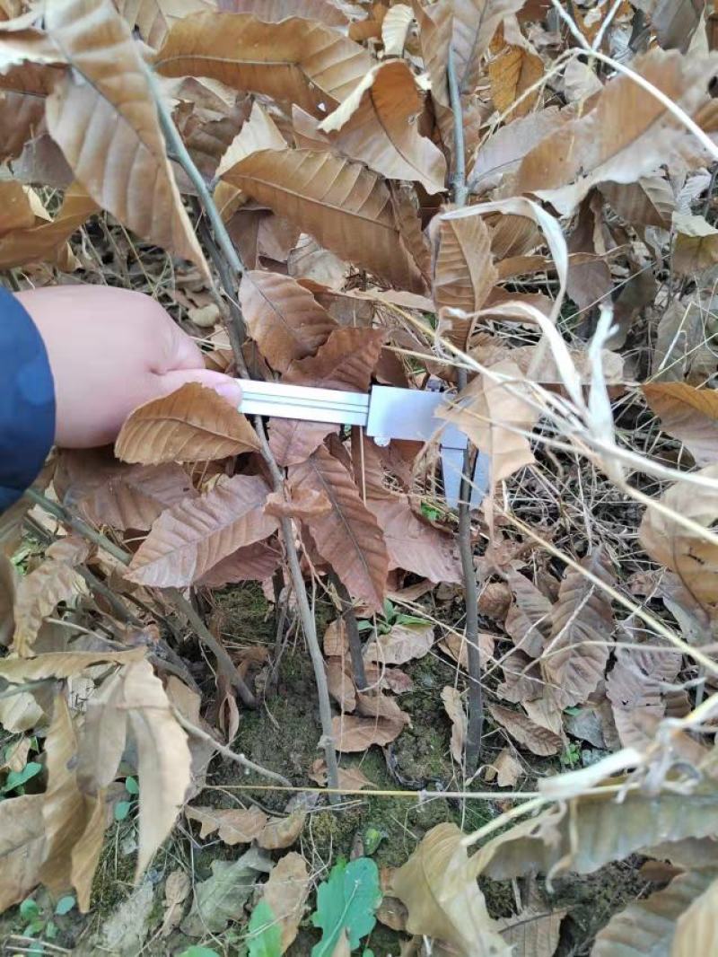 板栗苗湖南货源大量上市有需要的联系！欢迎新老客户洽谈合作