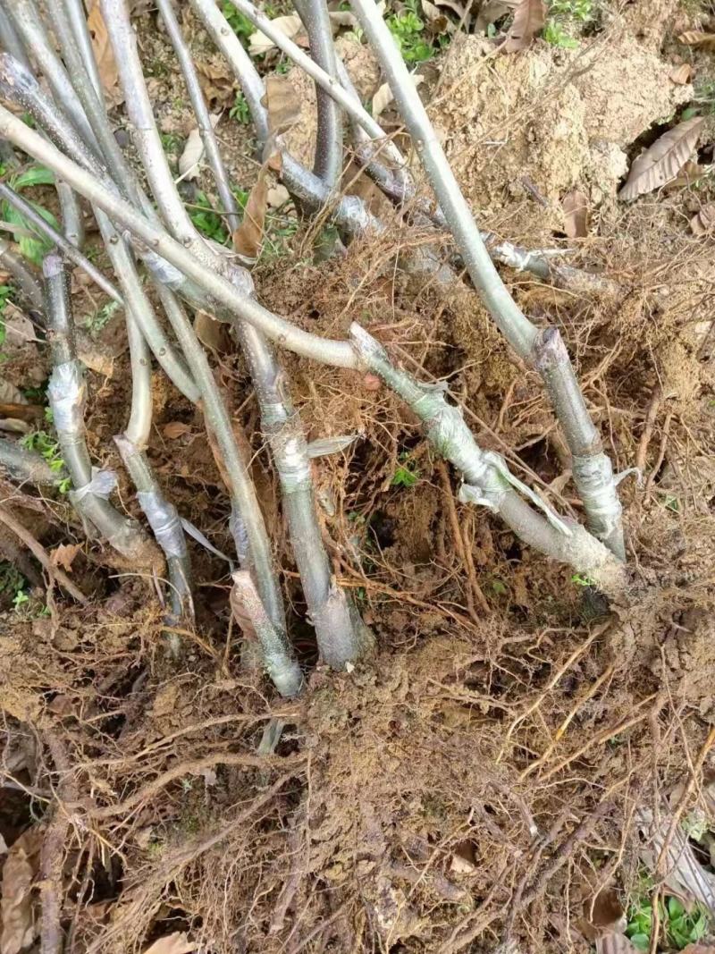 板栗苗湖南货源大量上市有需要的联系！欢迎新老客户洽谈合作