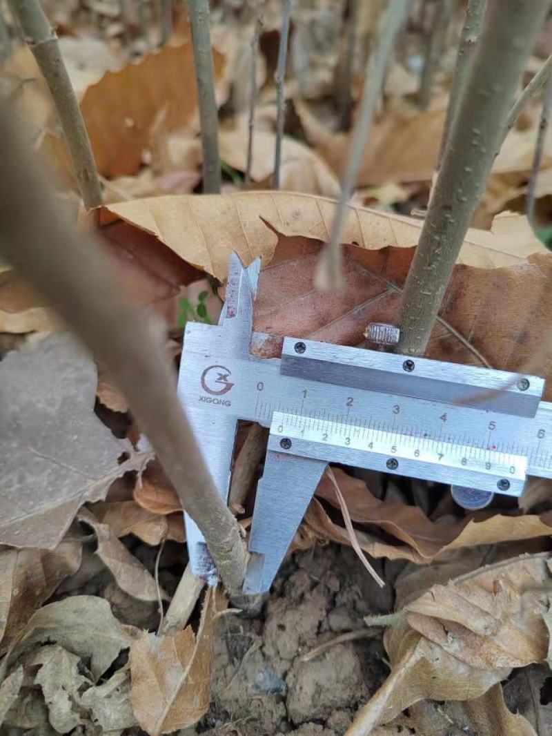 板栗苗湖南货源大量上市有需要的联系！欢迎新老客户洽谈合作