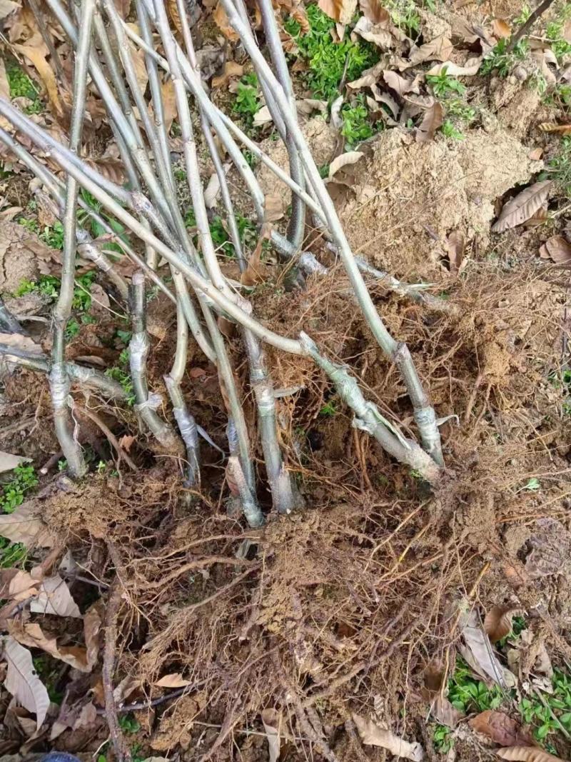 板栗苗湖南货源大量上市有需要的联系！欢迎新老客户洽谈合作