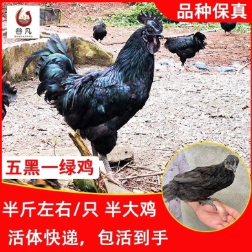 五黑一绿鸡苗包防疫包运输包成活率货到满意付款一次合作终生