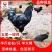 五黑一绿鸡苗包防疫包运输包成活率货到满意付款一次合作终生
