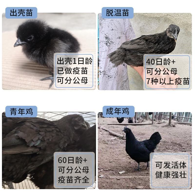 五黑一绿鸡苗包防疫包运输包成活率货到满意付款一次合作终生