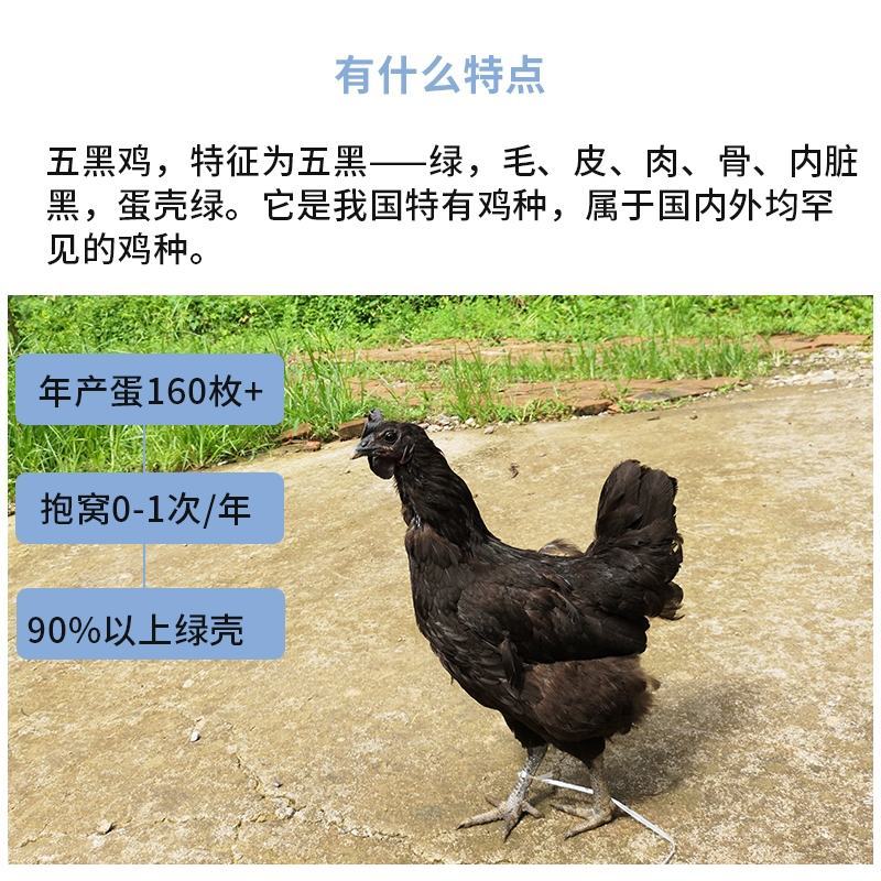 五黑一绿鸡苗包防疫包运输包成活率货到满意付款一次合作终生