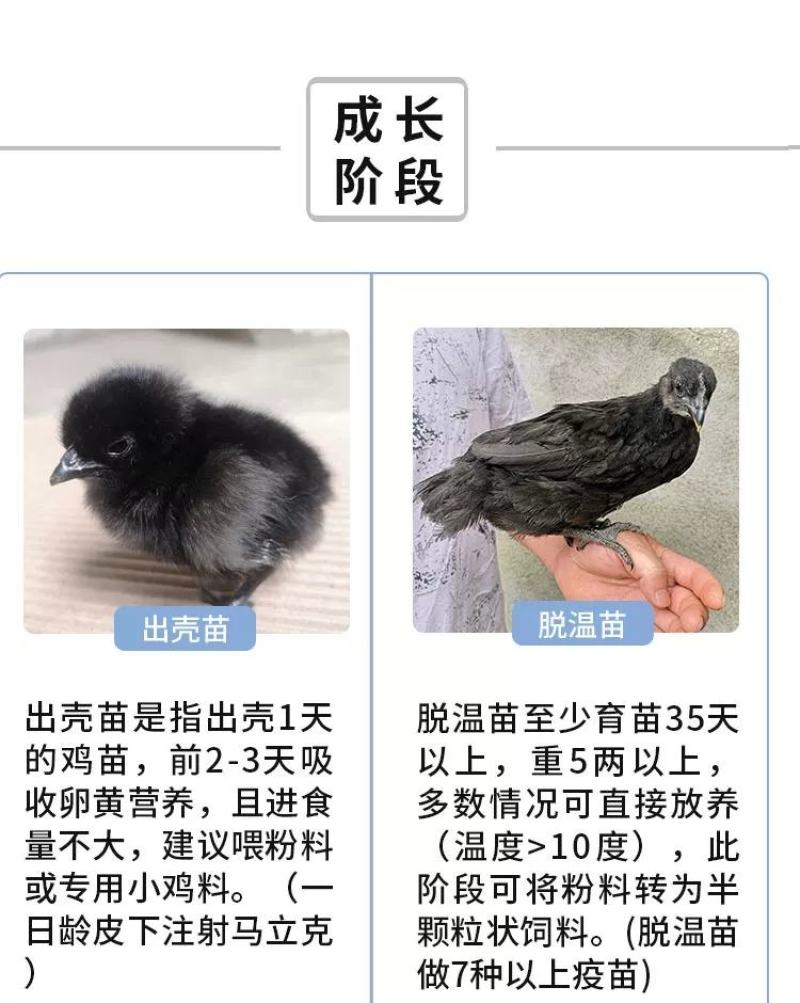 五黑一绿鸡苗包防疫包运输包成活率货到满意付款一次合作终生