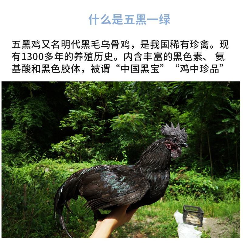 五黑一绿鸡苗包防疫包运输包成活率货到满意付款一次合作终生