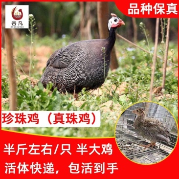 珍珠鸡苗包防疫包运输包成活率货到满意付款一次合作终身朋友