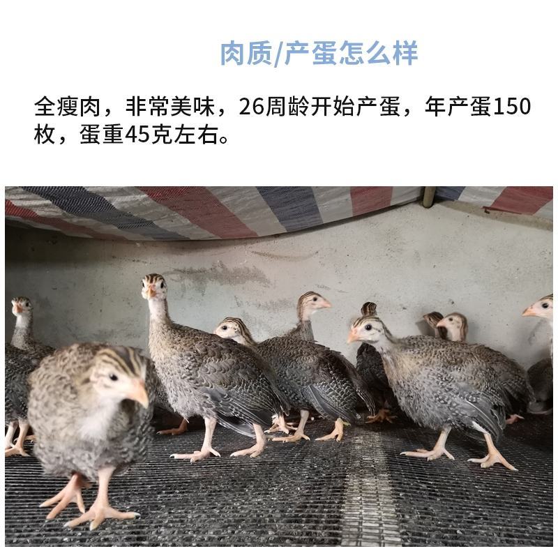 珍珠鸡苗包防疫包运输包成活率货到满意付款一次合作终身朋友