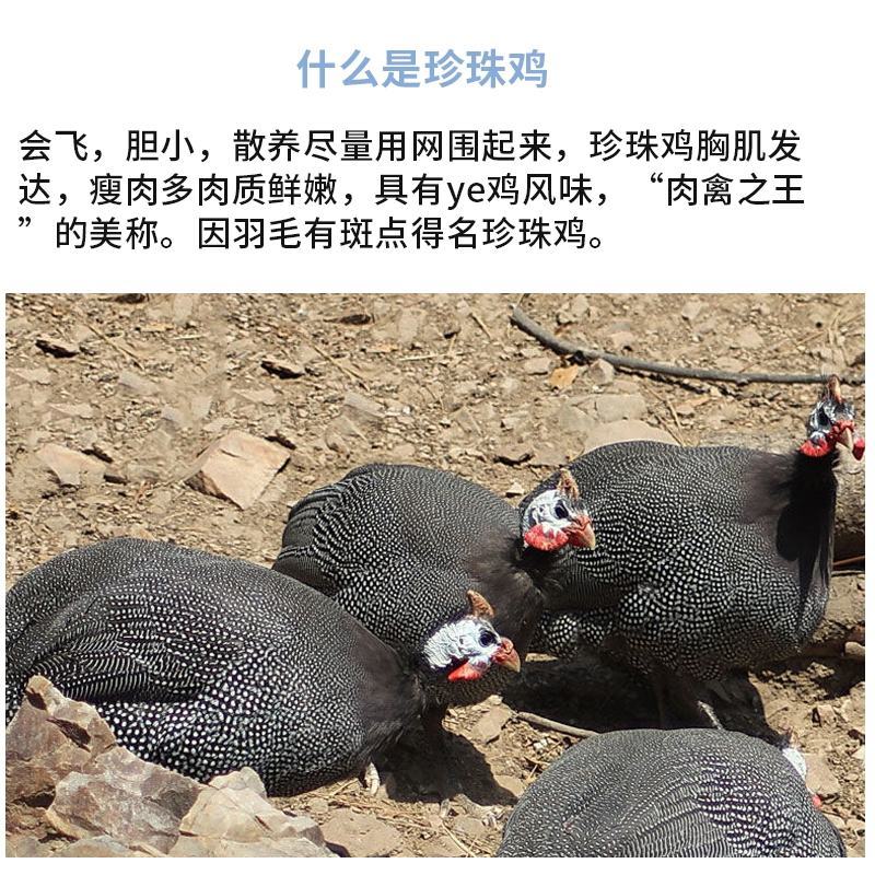 珍珠鸡苗包防疫包运输包成活率货到满意付款一次合作终身朋友