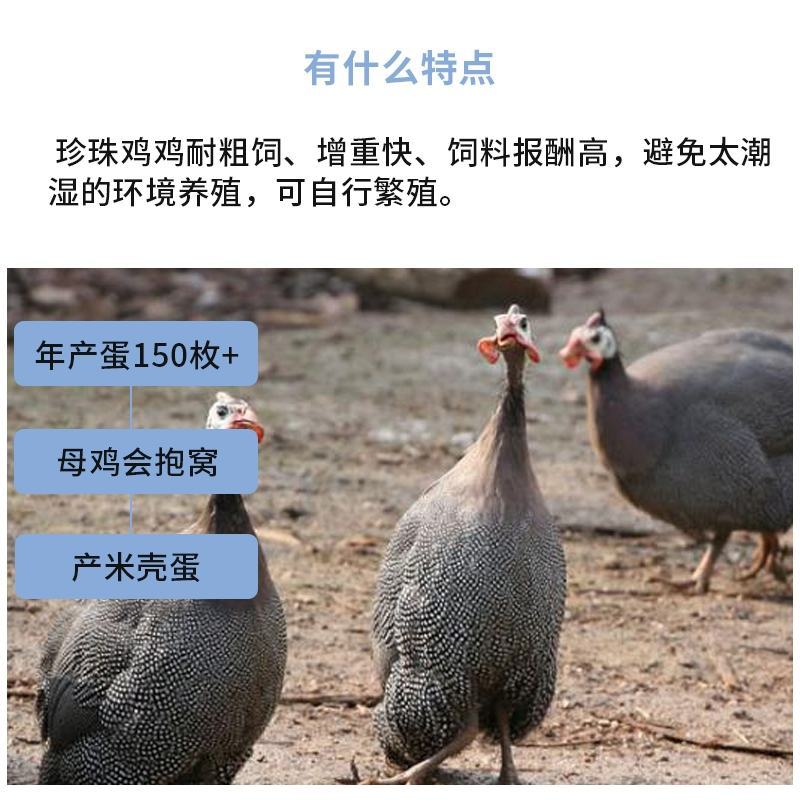 珍珠鸡苗包防疫包运输包成活率货到满意付款一次合作终身朋友