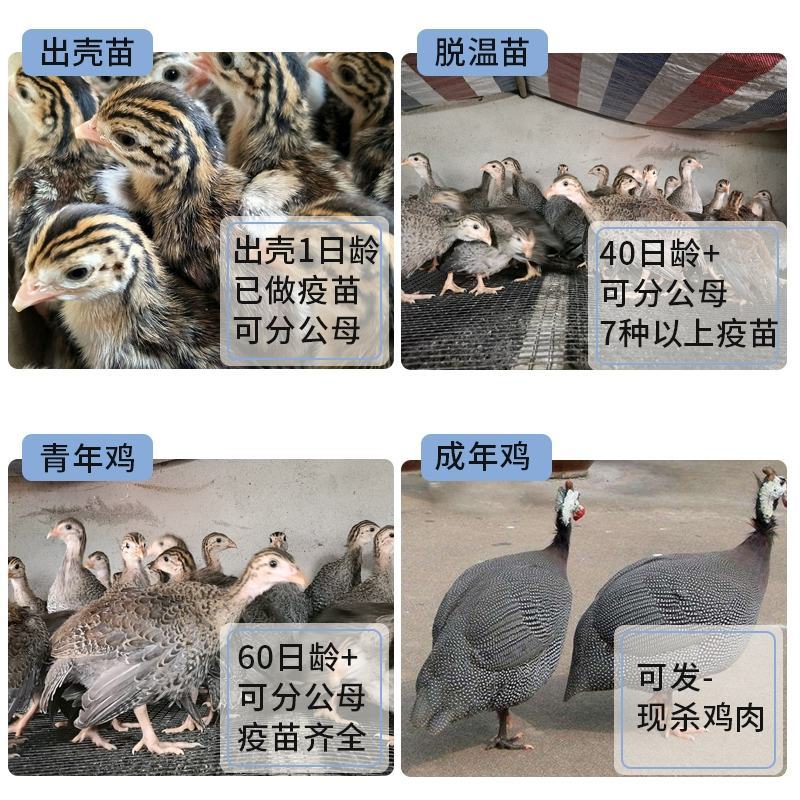 珍珠鸡苗包防疫包运输包成活率货到满意付款一次合作终身朋友