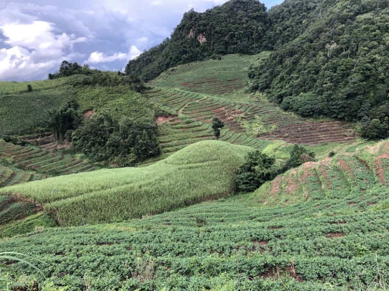 【牛商推荐】云南孟连七彩花生自家种植一手货源批发量大优惠