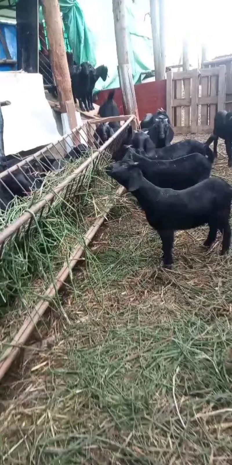 黑山羊种母羊，种公羊。