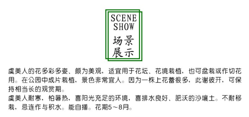 虞美人种子冰岛虞美人种子公园道路观赏花卉耐寒四季易种