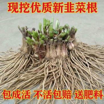 现挖紫红新韭菜根宽叶韭菜苗室内阳台四季盆栽大叶韭菜根庭院