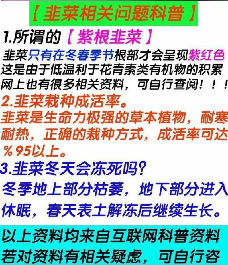 现挖紫红新韭菜根宽叶韭菜苗室内阳台四季盆栽大叶韭菜根庭院