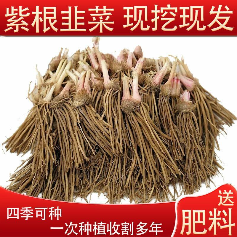 现挖紫红新韭菜根宽叶韭菜苗室内阳台四季盆栽大叶韭菜根庭院