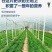 现挖紫红新韭菜根宽叶韭菜苗室内阳台四季盆栽大叶韭菜根庭院
