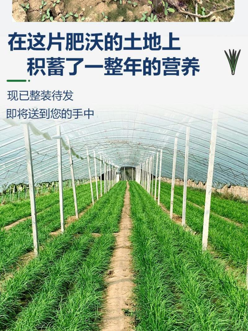 现挖紫红新韭菜根宽叶韭菜苗室内阳台四季盆栽大叶韭菜根庭院