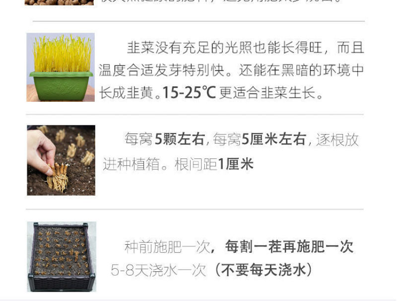 现挖紫红新韭菜根宽叶韭菜苗室内阳台四季盆栽大叶韭菜根庭院