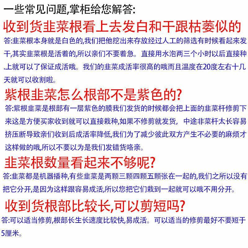 现挖紫红新韭菜根宽叶韭菜苗室内阳台四季盆栽大叶韭菜根庭院