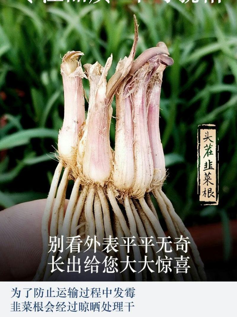 现挖紫红新韭菜根宽叶韭菜苗室内阳台四季盆栽大叶韭菜根庭院