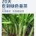 现挖紫红新韭菜根宽叶韭菜苗室内阳台四季盆栽大叶韭菜根庭院