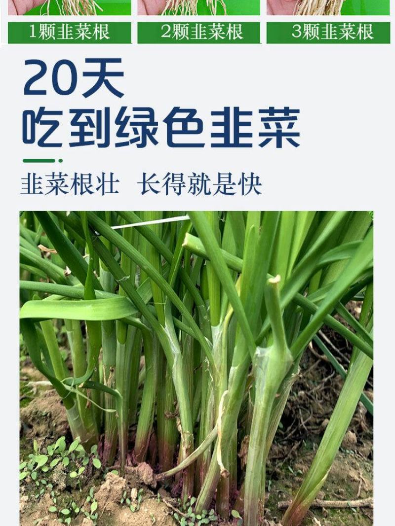 现挖紫红新韭菜根宽叶韭菜苗室内阳台四季盆栽大叶韭菜根庭院