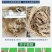 现挖紫红新韭菜根宽叶韭菜苗室内阳台四季盆栽大叶韭菜根庭院