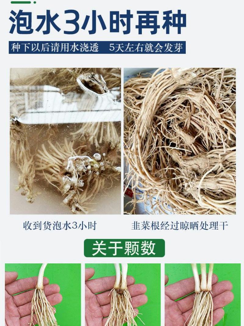 现挖紫红新韭菜根宽叶韭菜苗室内阳台四季盆栽大叶韭菜根庭院
