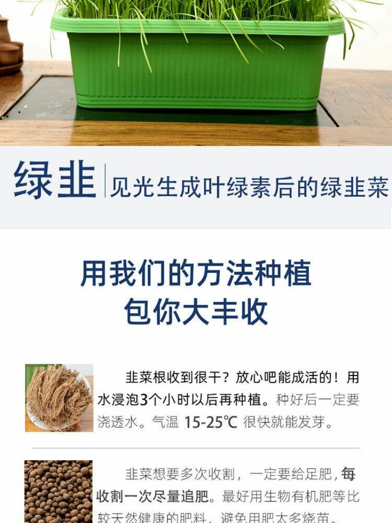 现挖紫红新韭菜根宽叶韭菜苗室内阳台四季盆栽大叶韭菜根庭院