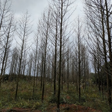 水杉，10公分12公分，14公分`15公分，16公分