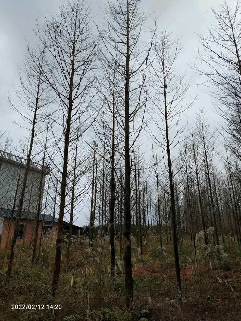 水杉，10公分12公分，14公分`15公分，16公分