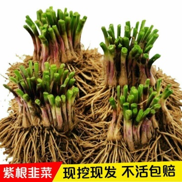 现挖紫红新韭菜根宽叶韭菜苗室内阳台四季盆栽大叶韭菜根庭院