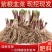 现挖紫红新韭菜根宽叶韭菜苗室内阳台四季盆栽大叶韭菜根庭院