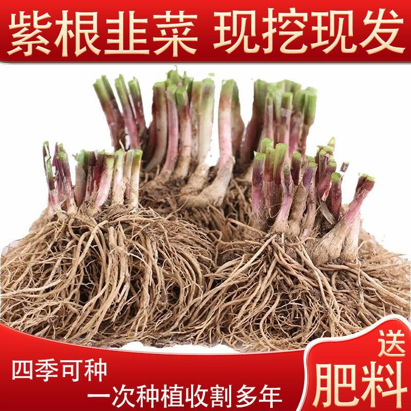 现挖紫红新韭菜根宽叶韭菜苗室内阳台四季盆栽大叶韭菜根庭院